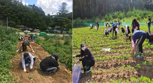 제27기 백석인증제에 참여하고 있는 학생들이 강원도 정선에서 농촌일손돕기 봉사활동을 하고 있다.