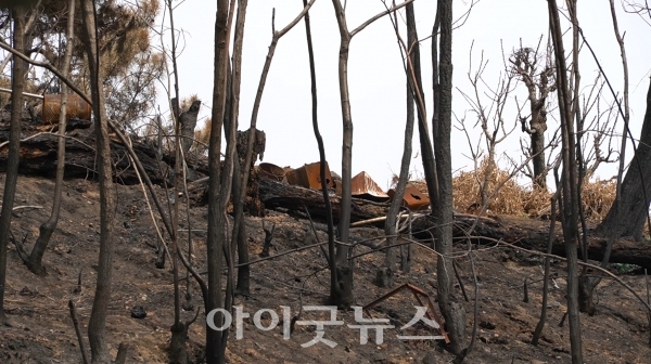 김유화 집사의 자택 바로 뒷 편 언덕의 나무들도 이번 산불로 온통 검게 변해버렸다.